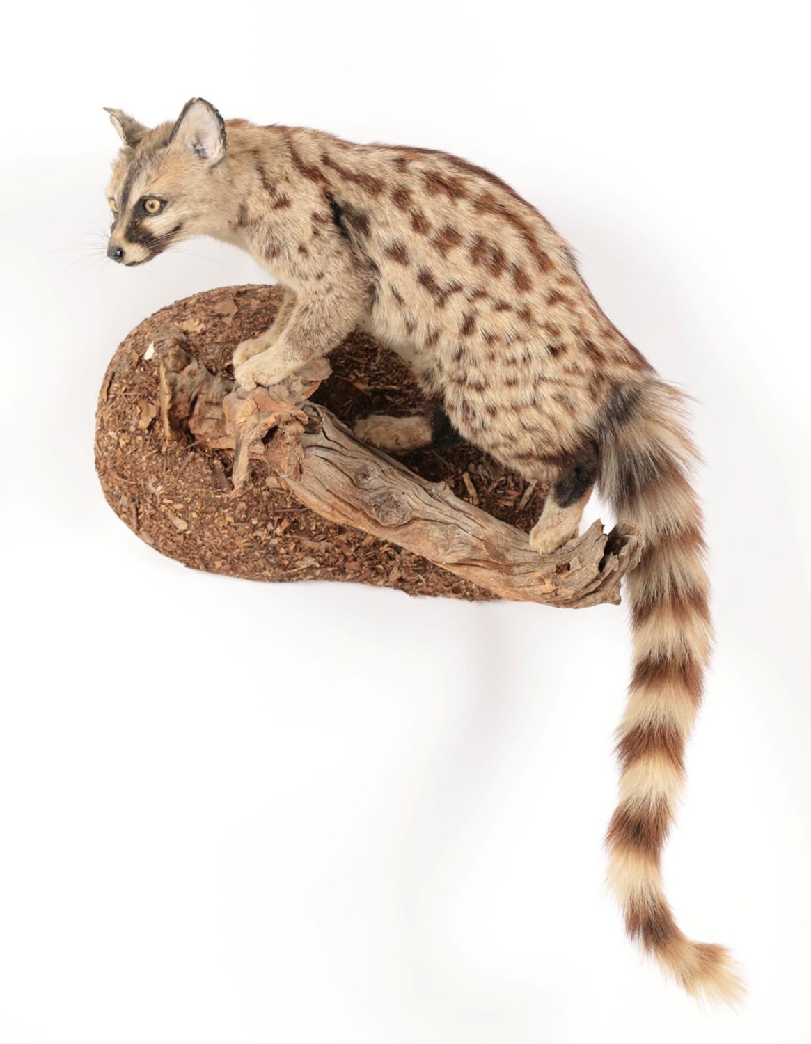 Lot 70 - Taxidermy: Common Genet (Genetta genetta),