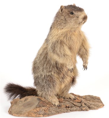 Lot 71 - Taxidermy: Alpine Marmot (Marmota marmota), circa late 20th century, a full mount juvenile in...