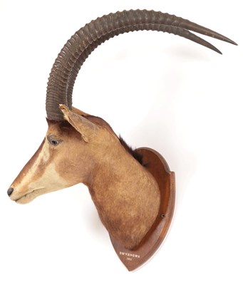 Lot 72 - Taxidermy: Southern Sable Antelope (Hippotragus niger niger), circa 1911, Dwyangwa, Africa,...