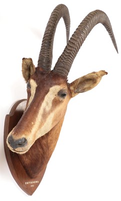 Lot 72 - Taxidermy: Southern Sable Antelope (Hippotragus niger niger), circa 1911, Dwyangwa, Africa,...