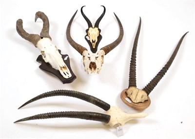 Lot 73 - Antlers/Horns: A Selection of African Game Trophy Skulls, circa 1991,  a varied selection of...