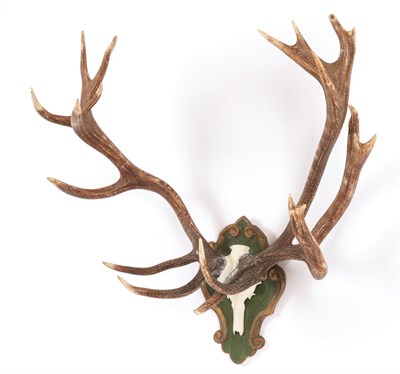 Lot 76 - Antlers/Horns: A Large Set of European Red Deer Antlers (Cervus elaphus), circa late 20th...