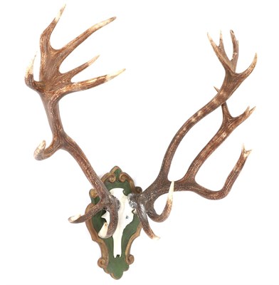 Lot 76 - Antlers/Horns: A Large Set of European Red Deer Antlers (Cervus elaphus), circa late 20th...