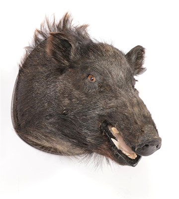 Lot 77 - Taxidermy: An Unusual Black European Wild Boar (Sus scrofa), circa 1976, a large head mount of...