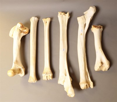 Lot 78 - Bones/Anatomy: Southern Giraffe (Giraffa giraffa), modern, four upper and lower leg bones, together