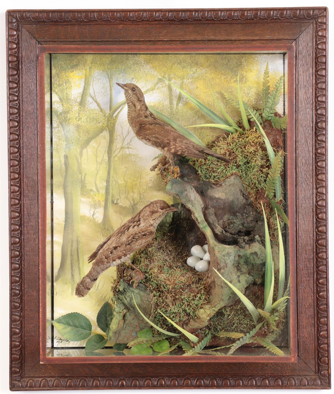 Lot 80 - Taxidermy: A Cased Victorian Pair of Wryneck (Jynx torquilla), re-cased by A.J. Armitstead,...