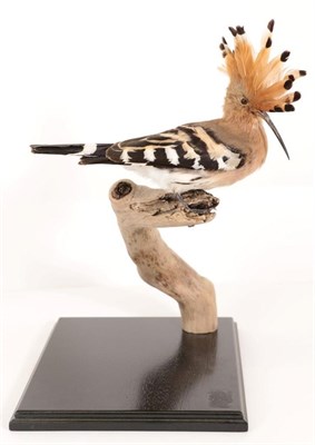 Lot 82 - Taxidermy: Hoopoe (Upupa epops), modern, full mount perched upon a branch attached to an...