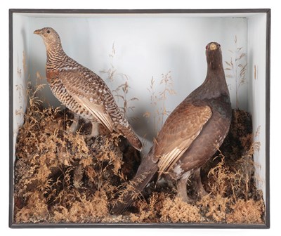 Lot 85 - Taxidermy: A Large Cased Pair of European Western Capercaillie (Tetrao urogallus), circa 1900,...