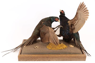 Lot 86 - Taxidermy: A Pair of Fighting Melanistic Pheasants (Phasianus colchicus), modern, by George. C....