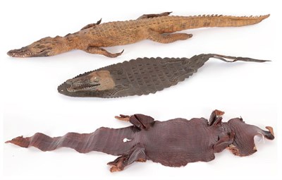 Lot 87 - Taxidermy: Nile Crocodile (Crocodylus niloticus), circa 1940, full mount juvenile in swimming pose
