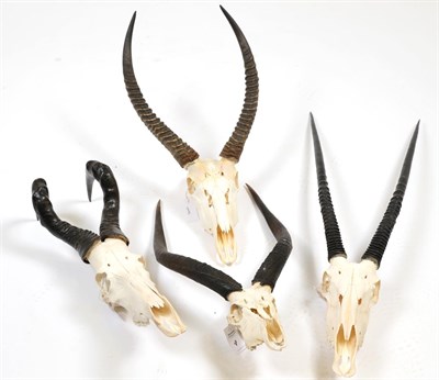 Lot 89 - Horns/Skulls: A Selection of African Game Trophy Skulls, modern, a varied selection including -...