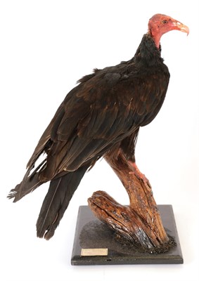 Lot 90 - Taxidermy: A Turkey Vulture (Cathartes aura) circa 2010, captive bred, by Peter Farrington,...
