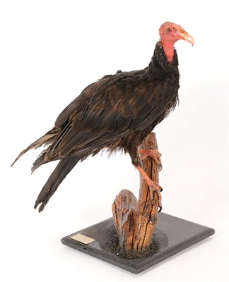 Lot 90 - Taxidermy: A Turkey Vulture (Cathartes aura) circa 2010, captive bred, by Peter Farrington,...