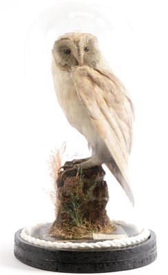 Lot 91 - Taxidermy: A Late Victorian European Barn Owl (Tito alba), circa 1890-1900, a full mount adult...