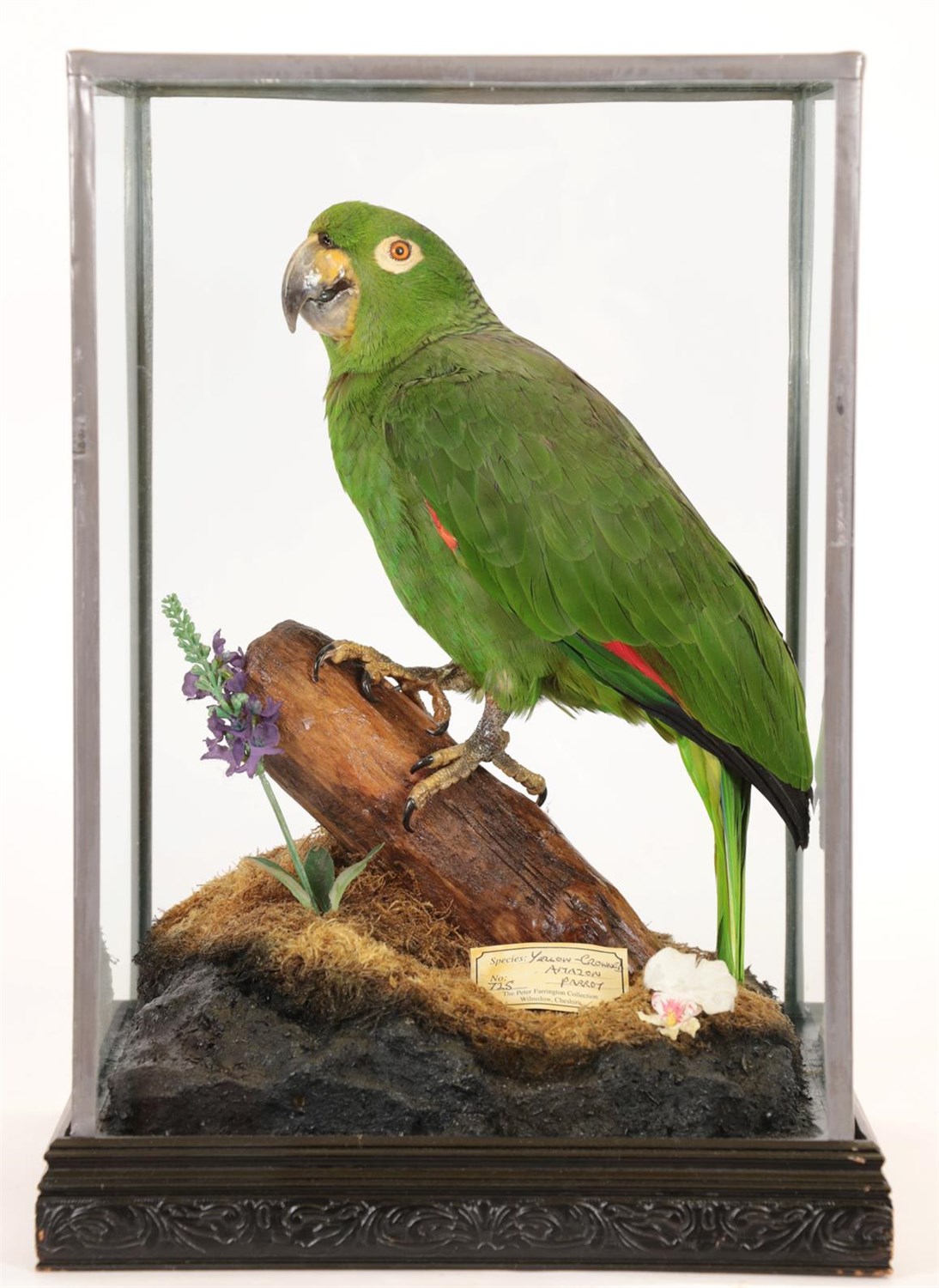Lot 92 - Taxidermy: A Yellow-Crowned Amazon Parrot (Amazona ochrocephala), circa 1997, captive bred, by...