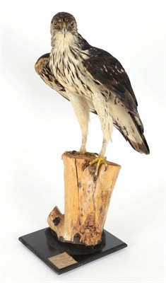 Lot 93 - Taxidermy: African Hawk Eagle (Aquila spilogaster), circa 1996, captive bred, by David...