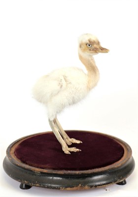 Lot 94 - Taxidermy: Rhea Chick (Struthio americanus), 20th century, full mount chick, stood upon plum...