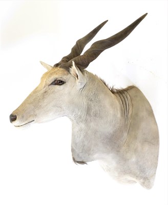 Lot 95 - Taxidermy: Cape Eland (Taurotragus oryx oryx), modern, South Africa, high quality young adult male