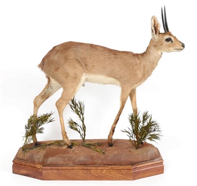 Lot 96 - Taxidermy: Steenbok (Raphicerus campestris), modern, South Africa, a full mount adult in...