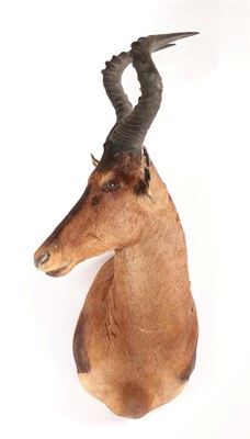 Lot 97 - Taxidermy: Cape Red Hartebeest (Alcelaphus caama), modern, South Africa, high quality adult...