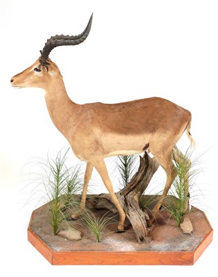 Lot 98 - Taxidermy: Common Impala (Aepyceros melampus), modern, South Africa, a high quality full mount...