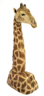 Lot 100 - Taxidermy: Southern Giraffe (Giraffa giraffa), modern, South Africa, free standing large adult...