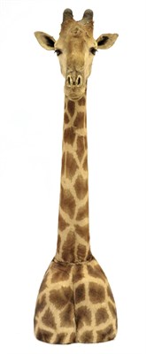 Lot 100 - Taxidermy: Southern Giraffe (Giraffa giraffa), modern, South Africa, free standing large adult...