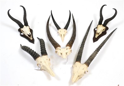Lot 101 - Antlers/Horns: A Selection of African Game Trophy Skulls, circa 1991,  a varied selection of...