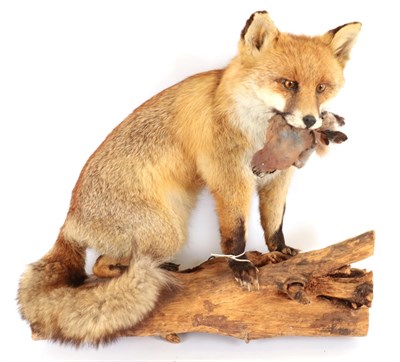 Lot 102 - Taxidermy: A European Red Fox (Vulpes vulpes), circa late 20th century, a large full mount adult in