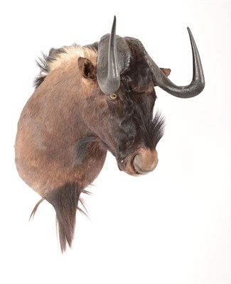 Lot 103 - Taxidermy: Black Wildebeest (Connochaetes gnou), modern, high quality shoulder mount, facing...