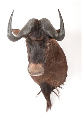 Lot 103 - Taxidermy: Black Wildebeest (Connochaetes gnou), modern, high quality shoulder mount, facing...