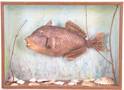 Lot 104 - Taxidermy: A Cased Grey Triggerfish (Balistes capriscus), circa late 20th century, a full mount...