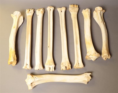 Lot 105 - Bones/Anatomy: Southern Giraffe (Giraffa giraffa), modern, five lower leg bones, together with four