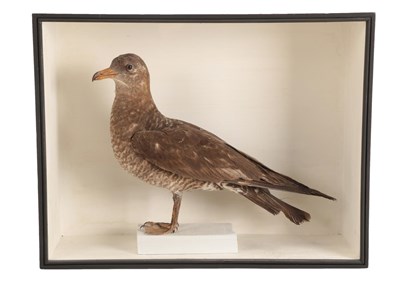 Lot 108 - Taxidermy: A Cased Pomarine Skua (Stercorarius pomarinus), in the manner of Robert Duncan,...