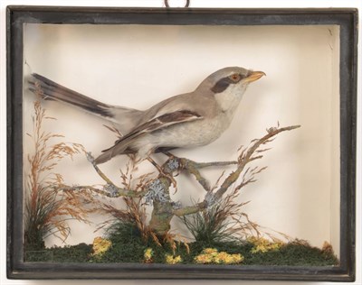 Lot 110 - Taxidermy: A Late Victorian Cased Great Grey Shrike (Lanius excubitor), a full mount adult...