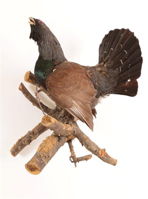Lot 111 - Taxidermy: European Capercaillie (Tetrao urogallus), circa late 20th century, large full mount cock