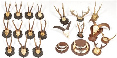 Lot 113 - Antlers/Horns: A Quantity of Game Trophy Horns & Antlers, including - eleven sets of adult...