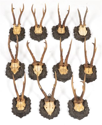 Lot 113 - Antlers/Horns: A Quantity of Game Trophy Horns & Antlers, including - eleven sets of adult...