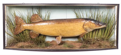 Lot 116 - Taxidermy: A Large Cased Northern Pike (Esox lucius), by John Cooper & Sons, 28 Radnor Street,...