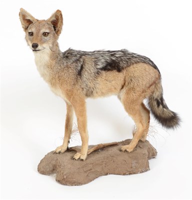 Lot 118 - Taxidermy: Black-Backed Jackal (Canis mesomelas), modern, South Africa, a full mount adult...