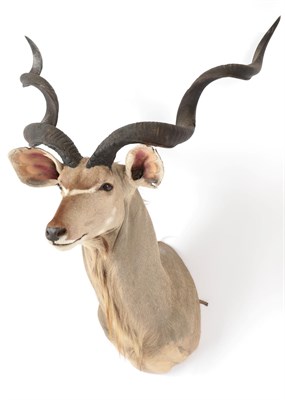 Lot 119 - Taxidermy: Cape Greater Kudu (Strepsiceros strepsiceros), modern, South Africa, high quality...