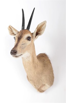 Lot 120 - Taxidermy: A Common Grey Duiker (Sylvicapra grimmia caffra), modern, South Africa, high quality...