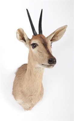 Lot 120 - Taxidermy: A Common Grey Duiker (Sylvicapra grimmia caffra), modern, South Africa, high quality...