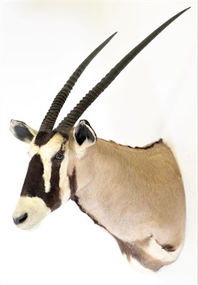Lot 121 - Taxidermy: Gemsbok Oryx (Oryx gazella gazella), modern, South Africa, high quality adult male...