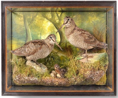 Lot 122 - Taxidermy: A Wall Cased Diorama of Woodcocks (Scolopax), circa 2018, by A.J. Armitstead,...