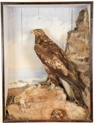 Lot 123 - Taxidermy: A Large Cased Victorian Golden Eagle (Aquila chrysaetos), a large full mount adult...