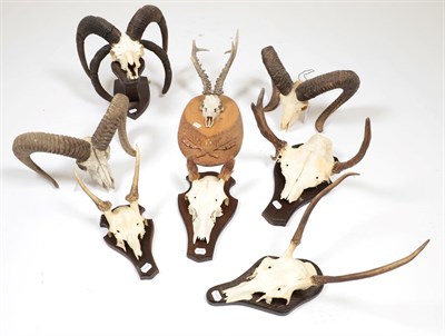 Lot 124 - Horns/Antlers: A Collection of European Game Trophies, circa late 20th century, to include -...