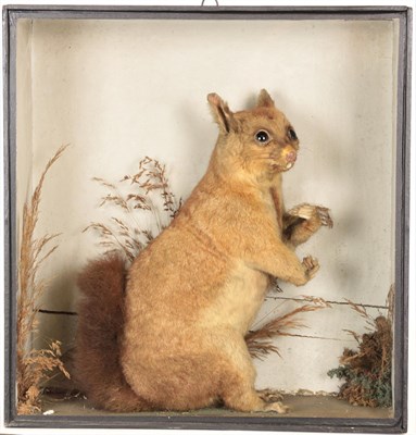 Lot 125 - Taxidermy: A Late Victorian Cased Common Brushtail Possum (Trichosurus vulpecula), a full mount...