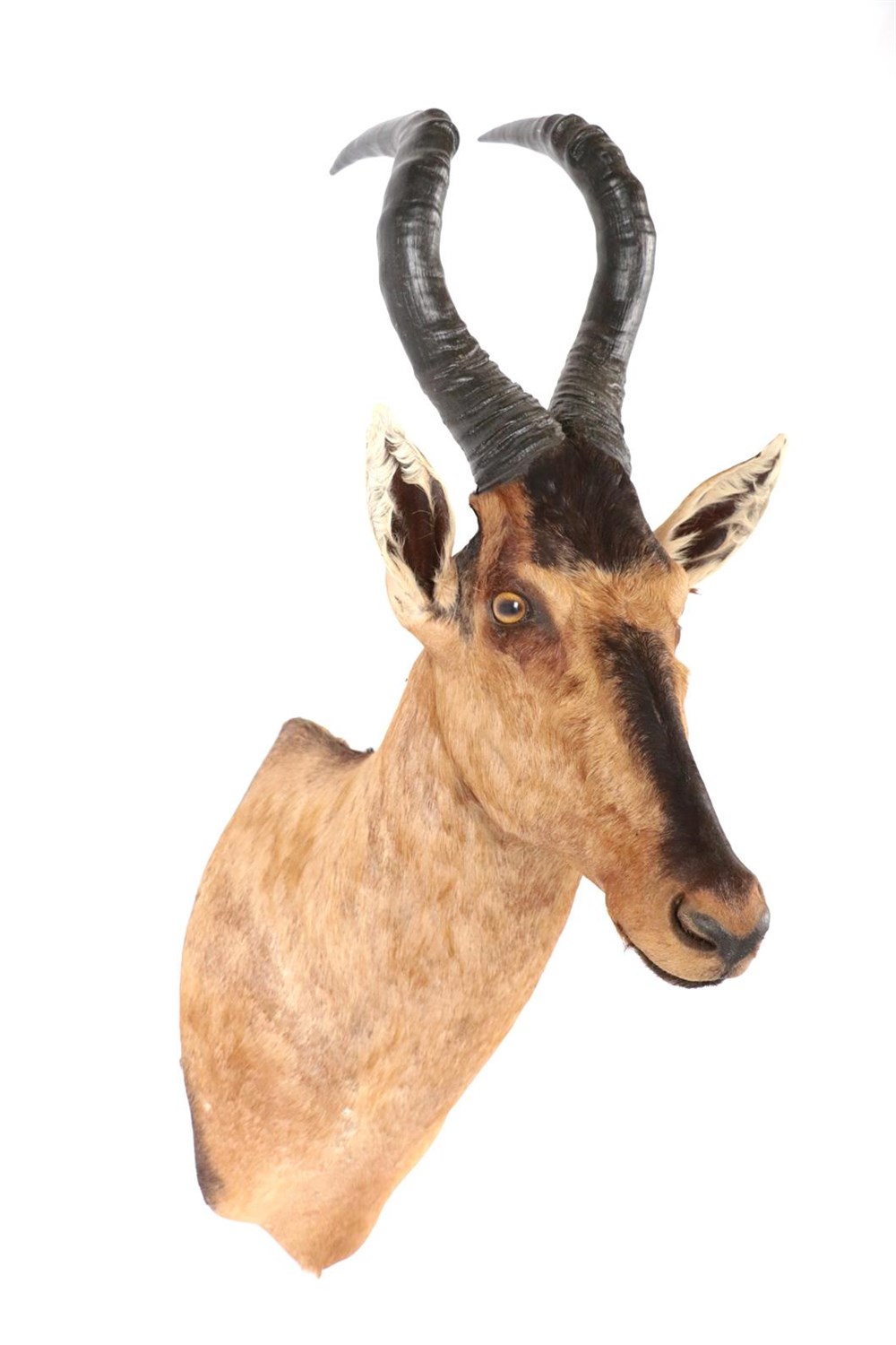 Lot 126 - Taxidermy:Cape Red Hartebeest (Alcelaphus caama), modern, large high quality shoulder mount,...