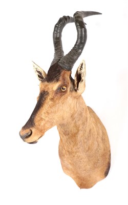 Lot 126 - Taxidermy:Cape Red Hartebeest (Alcelaphus caama), modern, large high quality shoulder mount,...
